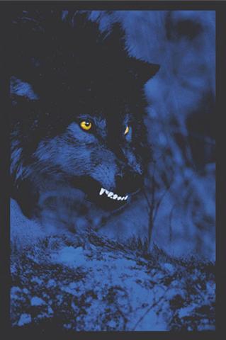 Poster - Electric wolf